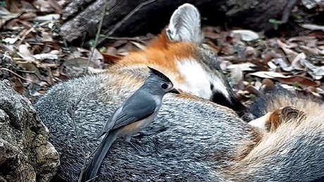Pájaros que roban el pelo a mamíferos vivos para crear sus nidos: científicos documentan un inusual fenómeno natural
