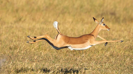 VIDEO: Antílope sobrevive tras esquivar el ataque de una manada de perros hiena y de un hipopótamo atravesando una charca llena de cocodrilos