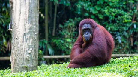 VIDEO: Orangután se prueba y modela unas gafas de sol en un zoológico de Indonesia