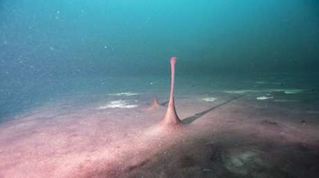 Relacionan el aumento de oxígeno con la ralentización de la rotación de la Tierra y la mayor duración de los días