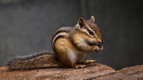 Advierten del riesgo de peste en California tras encontrar el patógeno en ardillas infectadas