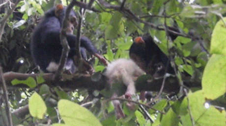 Avistan por primera vez a una cría albina de chimpancé en naturaleza y a las pocas semanas de vida es asesinada brutalmente por su propio grupo
