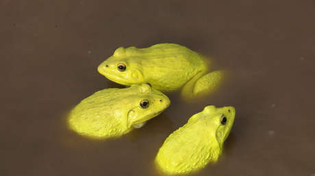 VIDEO: Un 'ejército' de ranas amarillas invade los charcos de la India