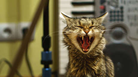Un gato solo en casa 'organiza' una 'fiesta clandestina' en España