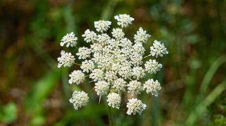 Una planta invasora venenosa se está extendiendo por parques y jardines en EE.UU.