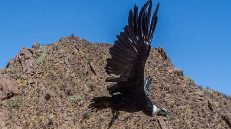 VIDEO: Ecuador registra el nacimiento de un nuevo polluelo del amenazado cóndor andino