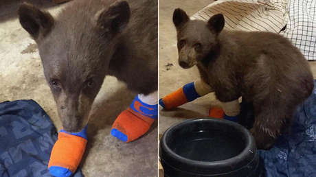 Un pequeño oso rescatado de un incendio forestal en California huye del refugio tras cavar un túnel debajo de una valla