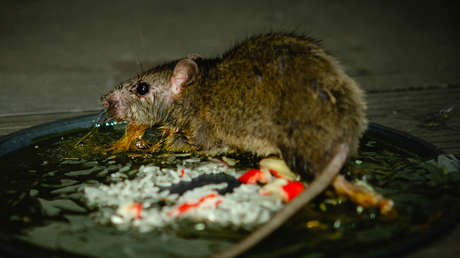 Se enferma y confunde sus síntomas con el covid-19 (pero era una rara infección que contrajo al tocar a una rata muerta)