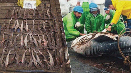 Revelan que los tiburones encontrados en el pesquero chino capturado en Galápagos en 2017 correspondían a especies amenazadas