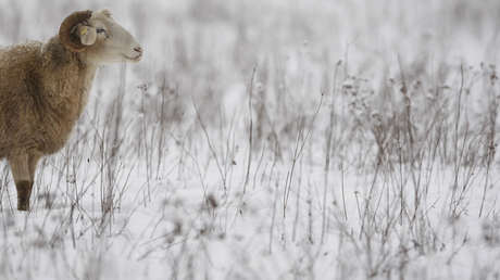 "Un sueño hecho realidad": Un granjero irlandés vende uno de sus carneros por 52.000 dólares (VIDEO)