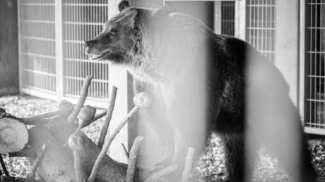 Muere Jambolina, una osa que solo disfrutó de pocos meses de libertad después de pasar 11 años en una jaula