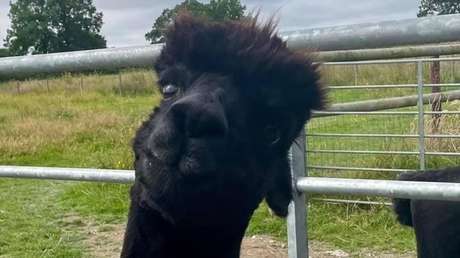 Petición para salvar a una alpaca condenada a ser sacrificada llega a 80.000 firmas