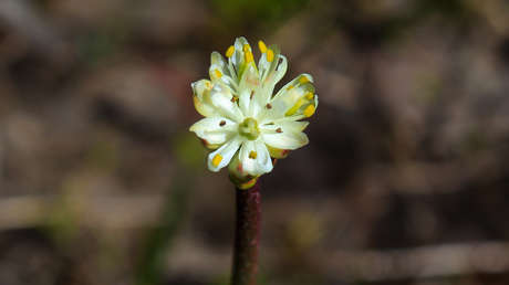 Descubren una nueva especie de planta carnívora que atrapa a sus presas selectivamente y que se extiende por la costa del Pacífico norteamericano