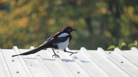 El ataque de una urraca resulta en la muerte de una bebé en Australia