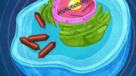 Científicos hacen estallar vesículas de aire en las células para lograr un examen por ultrasonido más sensible