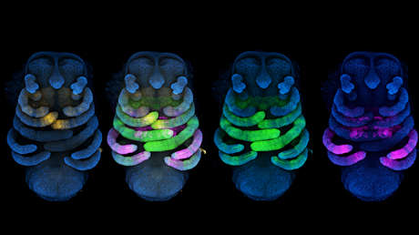 FOTO: Crean arácnidos mutantes para probar cómo "logran sus patas largas únicas"