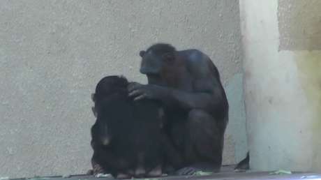 Descubren que algunos primates tienen costumbres sociales similares a las de los humanos