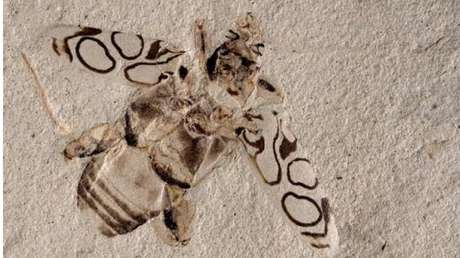 Identifican un nuevo escarabajo que vivió hace 49 millones de años al analizar uno de los fósiles "más magníficos jamás encontrados"