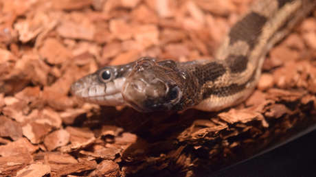 Aparece una cobra de dos cabezas en la India