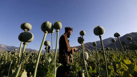 Moscú: La lucha de EE.UU. contra el narcotráfico en Afganistán derivó en "un proyecto para crear un laboratorio de drogas a escala mundial"