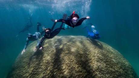 Encuentran el coral vivo más grande de Australia (y más antiguo que el propio país)
