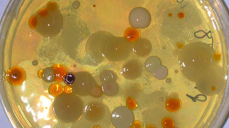 Bacterias sobreviven 1.000 días sin comer y podrían hacerlo hasta 100.000 años