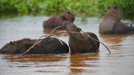¿Invasión o destrucción del hábitat? La razón por la que los carpinchos buscan refugio en un barrio privado de Argentina