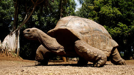Captan a una tortuga gigante devorando un polluelo de charrán común en "la primera documentación de caza deliberada en cualquier especie de tortuga"