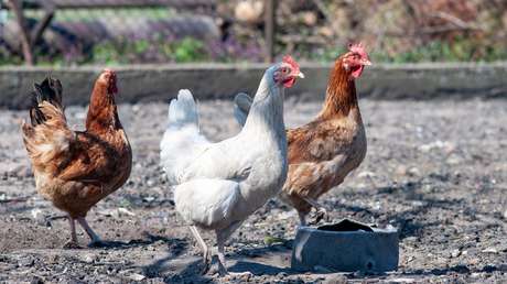Explica por qué no decreta situación de emergencia en su gallinero, parodiando un discurso del mandatario sobre covid-19, y recibe 18 meses de prisión