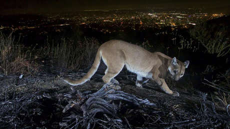 Una madre golpea "con sus propias manos" a un puma que atacó y dejó herido a su hijo de cinco años