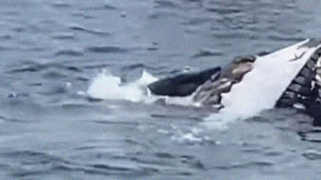 VIDEO: Dos tiburones blancos se comen una ballena jorobada muerta en mar abierto frente a un grupo de turistas