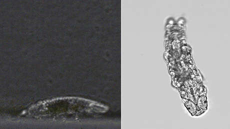 VIDEOS: Así caminan los tardígrados, los animales de ocho patas más resistentes del planeta