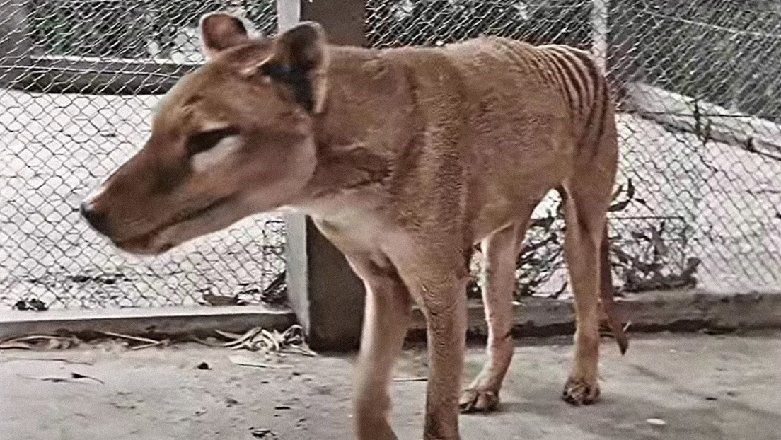 Revelan imágenes a color hechas con inteligencia artificial del último tigre de Tasmania del que se tenía constancia