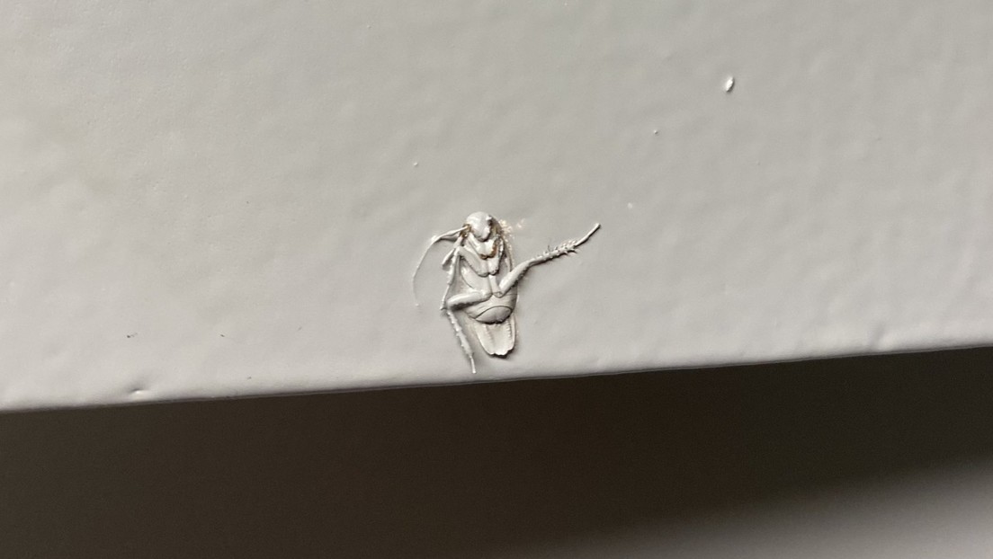 Una inquilina publica la foto de una cucaracha a la que 'emparedó' el dueño del inmueble y provoca una catarata de memes