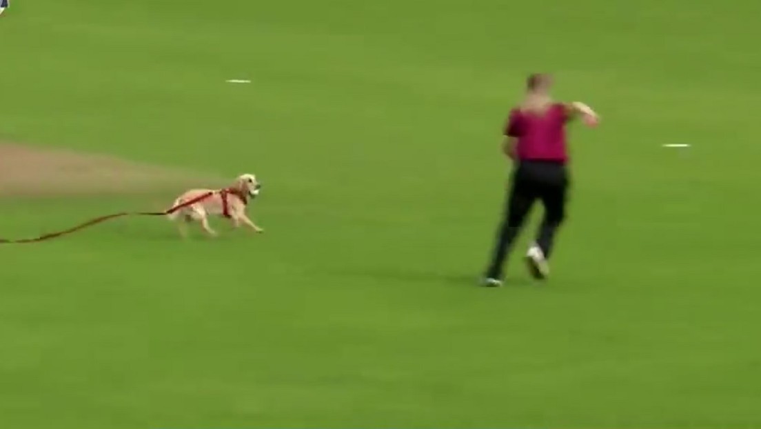 Un perro salta a la cancha y muestra su talento como 'fielder' en la semifinal del torneo de críquet femenil irlandés (VIDEO)