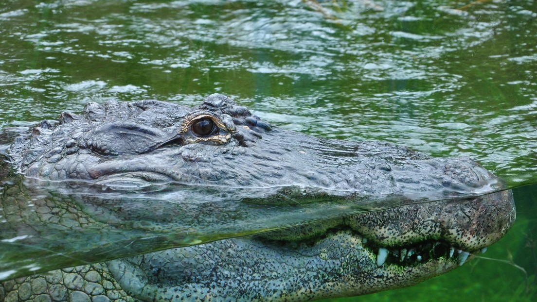VIDEOS, FOTOS: Una mujer se defiende de un aligátor, empujándolo con un remo, mientras navega en su tabla