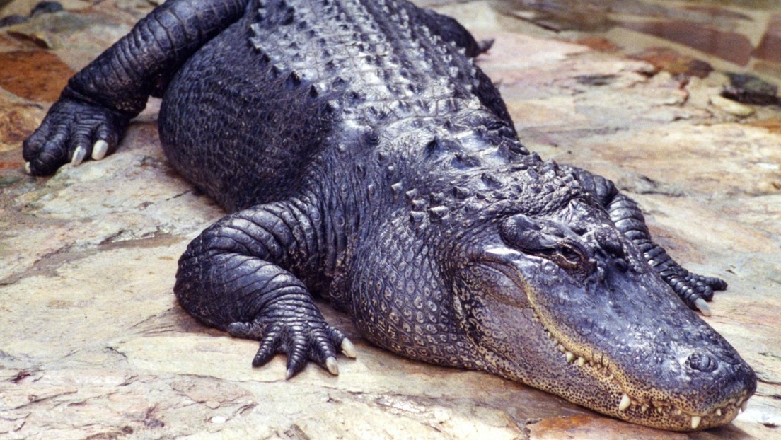 Encuentran objetos de valor incalculable en el estómago de un enorme cocodrilo (FOTOS)