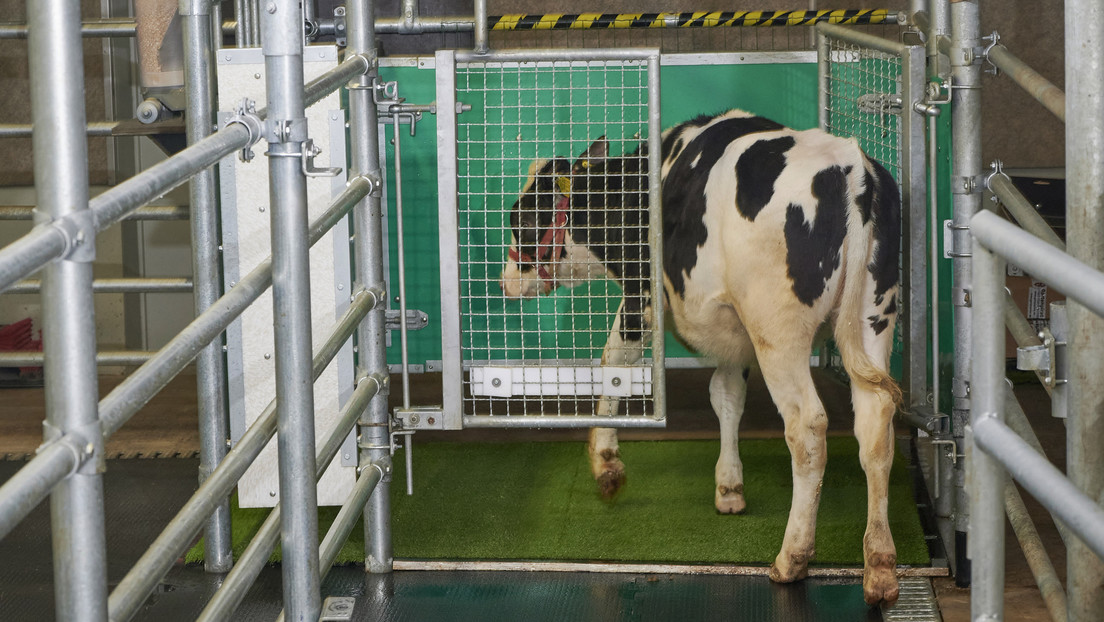 ¿Vacas que orinan como gatas?: en Alemania enseñan al ganado a 'usar el baño' para detener el cambio climático