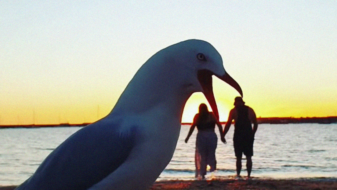 Una gaviota 'gigante' casi 'se come' a una pareja que daba un paseo por una playa australiana (y el momento queda grabado)