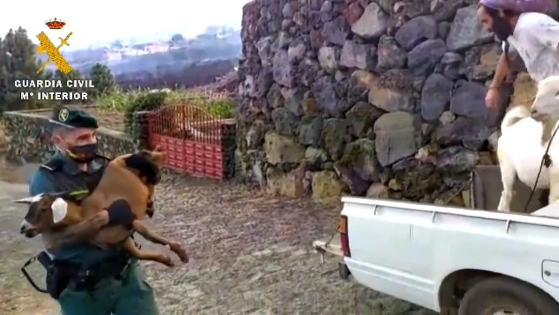 Cuerpos de Emergencia evacúan animales de granja tras la erupción del volcán Cumbre Vieja en las islas Canarias (VIDEOS)