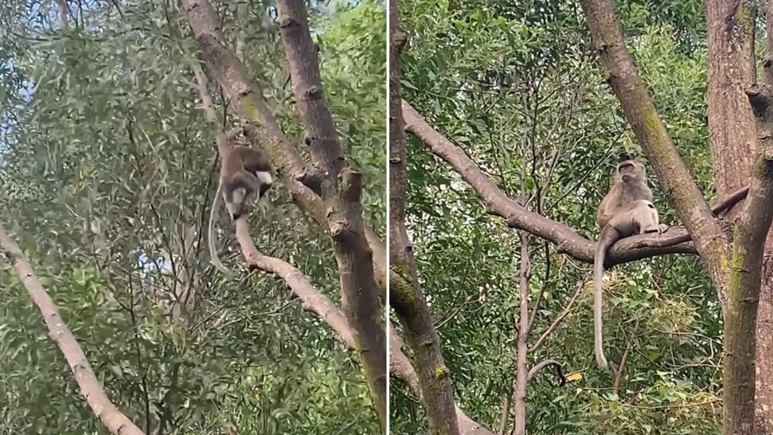 Un mono salvaje secuestra a un cachorro de dos semanas y lo retiene durante tres días (VIDEOS)