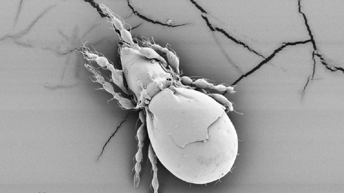 Descubren que este pequeño animal encontró la manera de sobrevivir con éxito sin reproducción sexual durante millones de años