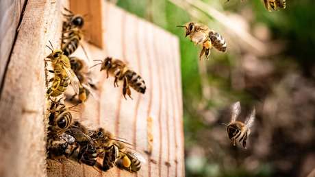 VIDEO: Abejas atacan a los jugadores y paralizan un partido de fútbol en Bolivia