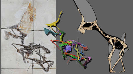 "Convertidos en piezas de arte en casas de millonarios": Cómo el tráfico internacional de fósiles daña las investigaciones y el patrimonio de Brasil