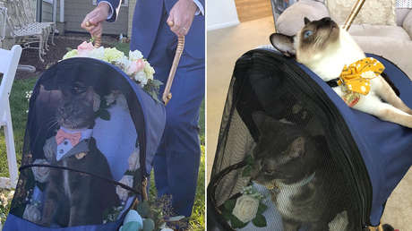 FOTO: Un gato oficia de 'padrino' en una boda y su aspecto elegante y solemne conquista a la Red
