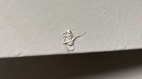 Una inquilina publica la foto de una cucaracha a la que 'emparedó' el dueño del inmueble y provoca una catarata de memes