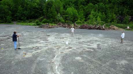 Reconstruyen como lucían los bosques primitivos de Norteamérica al analizar raíces fosilidadas de 385 millones de años