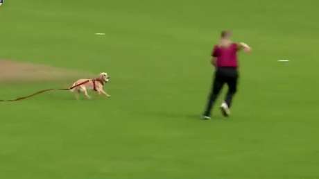 Un perro salta a la cancha y muestra su talento como 'fielder' en la semifinal del torneo de críquet femenil irlandés (VIDEO)