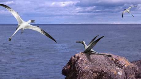 Descubren por primera vez en el hemisferio sur un 'dragón alado' jurásico que vivió hace más de 160 millones de años en el actual Chile