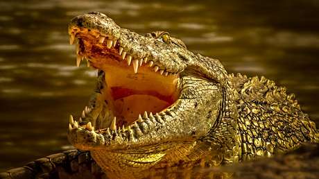Capturan a un enorme caimán con restos humanos en su estómago, sospechoso de matar a un hombre durante las inundaciones provocadas por el huracán Ida